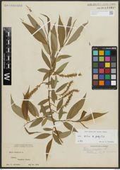 Foto von Salix alba L. x Salix fragilis L.